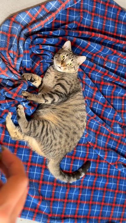 Enlarge Catherine The Great ("Catty"), a Adopted American Shorthair in Highland Park, NJ video 5/5