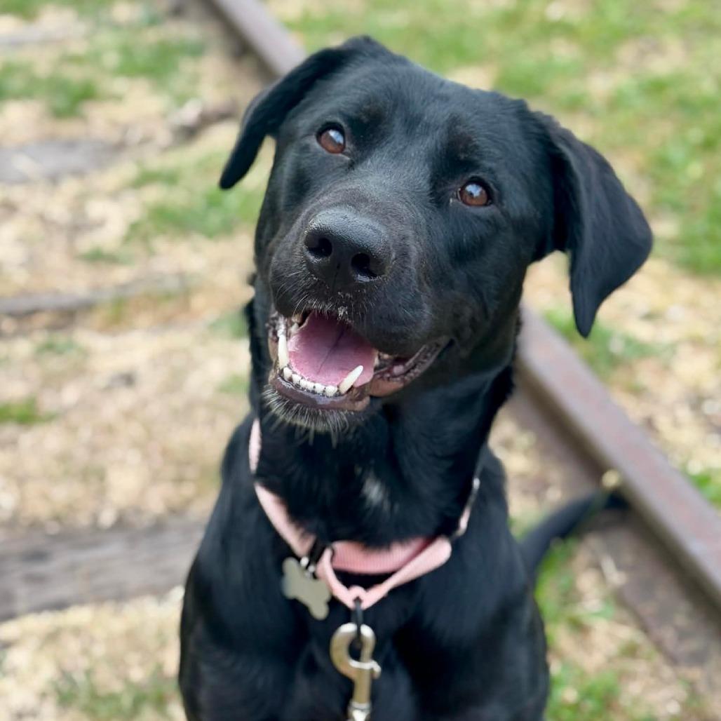 Topaz, Adoptable, Adult Female Labrador Retriever & Mixed Breed.