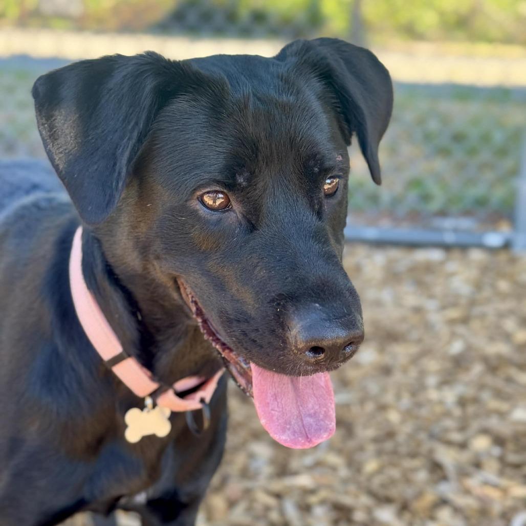 Topaz, a Adoptable mixed breed in Tacoma, WA image 2/2