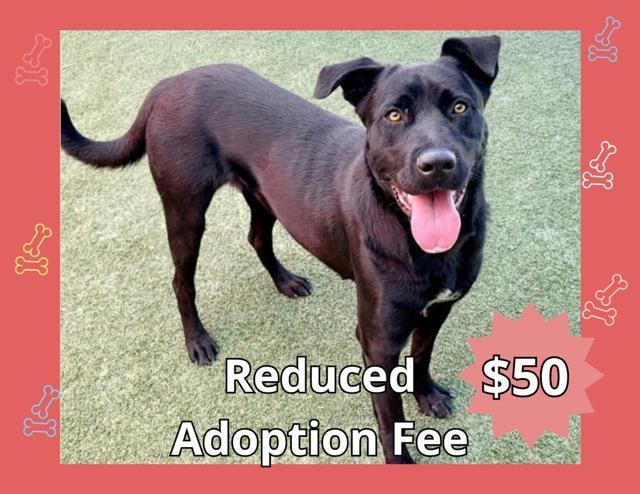 Enlarge SELENE, a Adoptable Labrador Retriever in Salinas, CA image 1/1