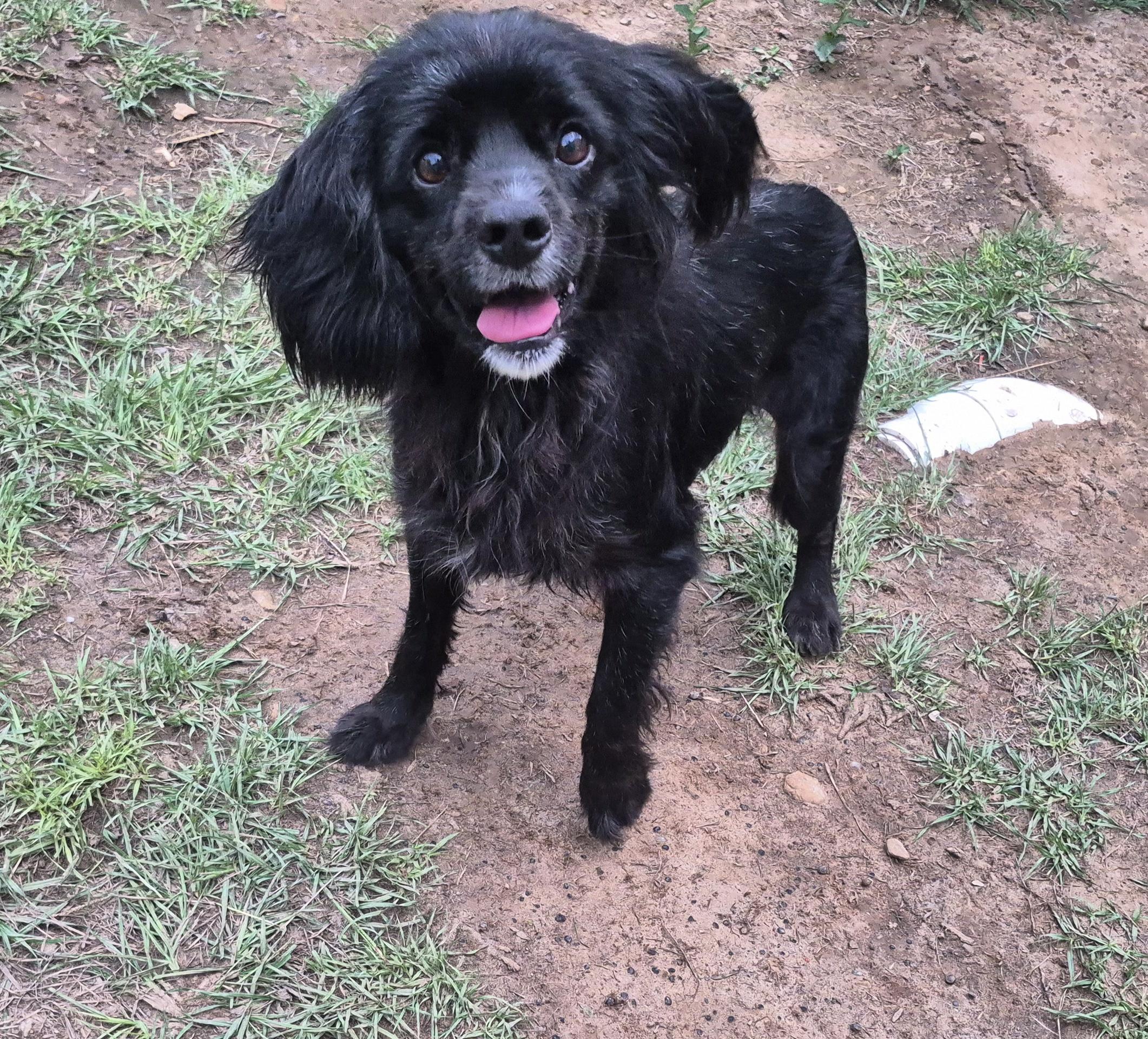 Winnie Cocker Spaniel Dog
