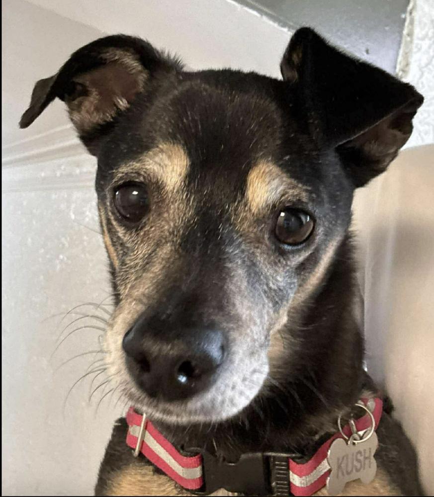 Kush — thumbnail 2