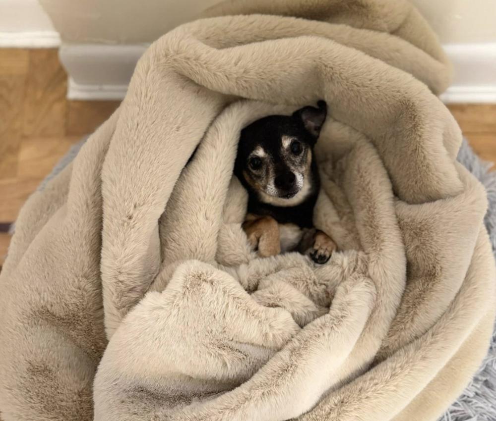 Kush — thumbnail 3