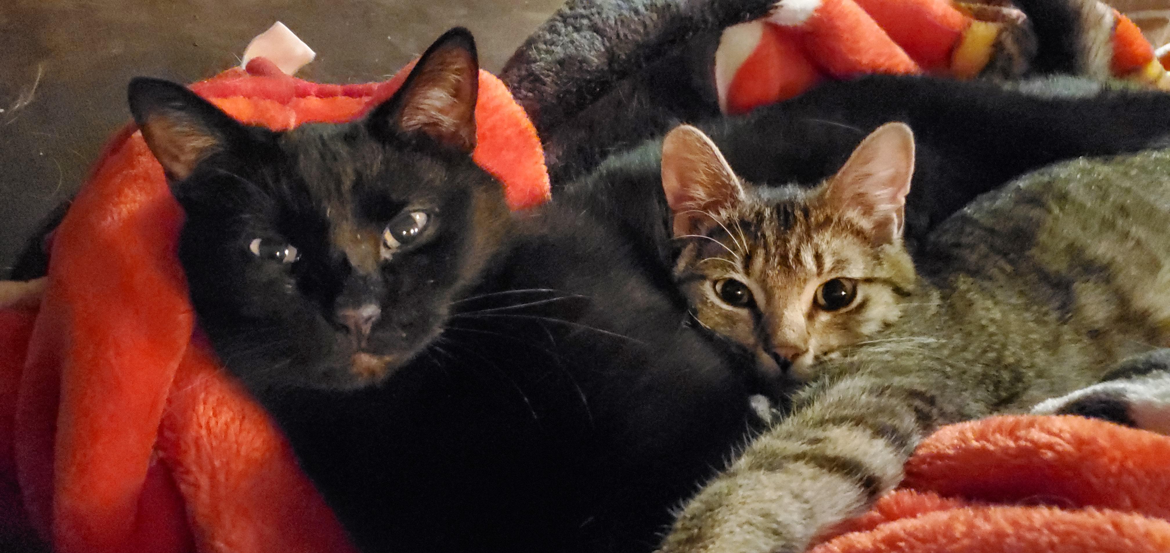 Scout, a Adoptable Domestic Short Hair in Camden, TN image 1/2