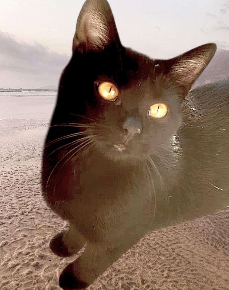 Scout, a Adoptable Domestic Short Hair in Camden, TN image 2/2