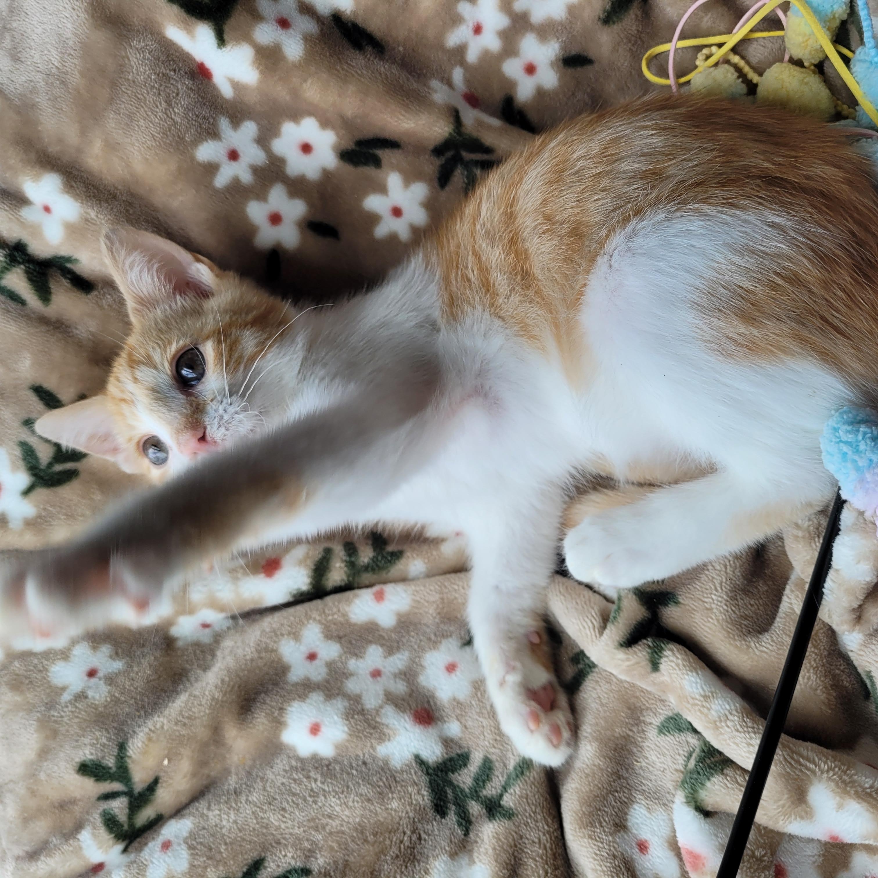 Enlarge Muggy, a ADOPTABLE Domestic Short Hair in Indianapolis, IN image 3/6