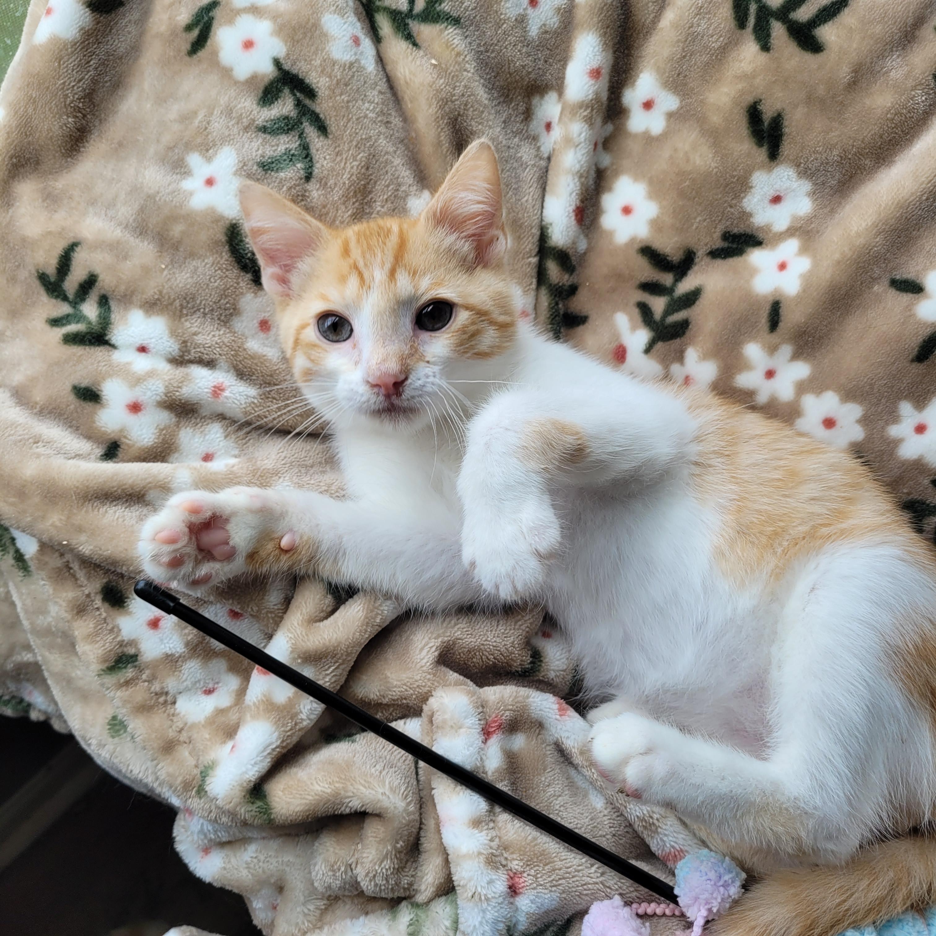 Muggy, ADOPTABLE, Kitten Male Domestic Short Hair.