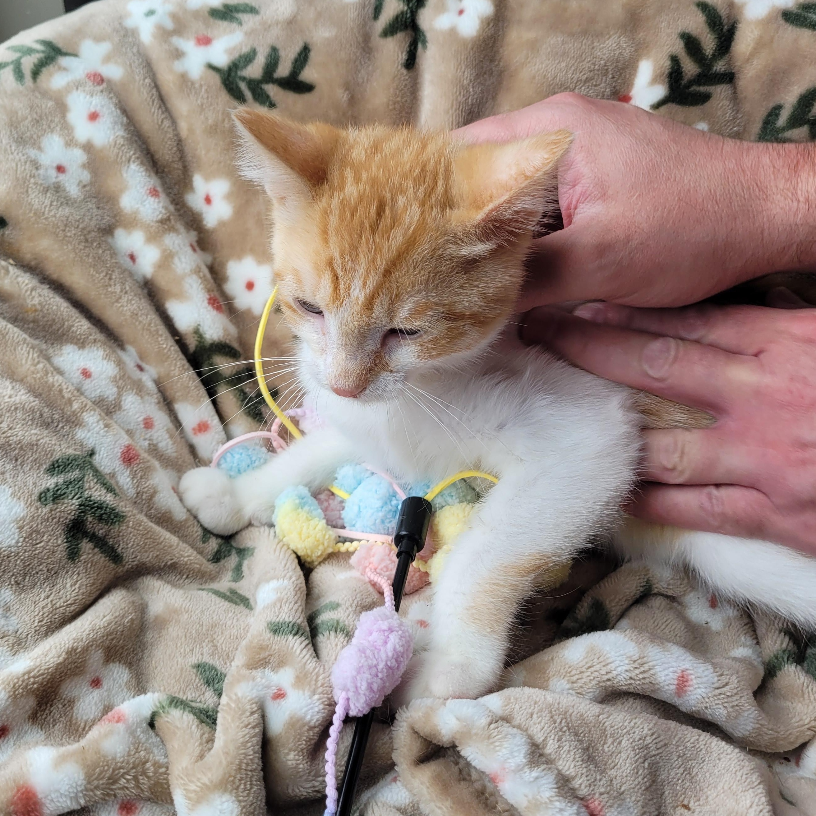 Enlarge Muggy, a ADOPTABLE Domestic Short Hair in Indianapolis, IN image 5/6