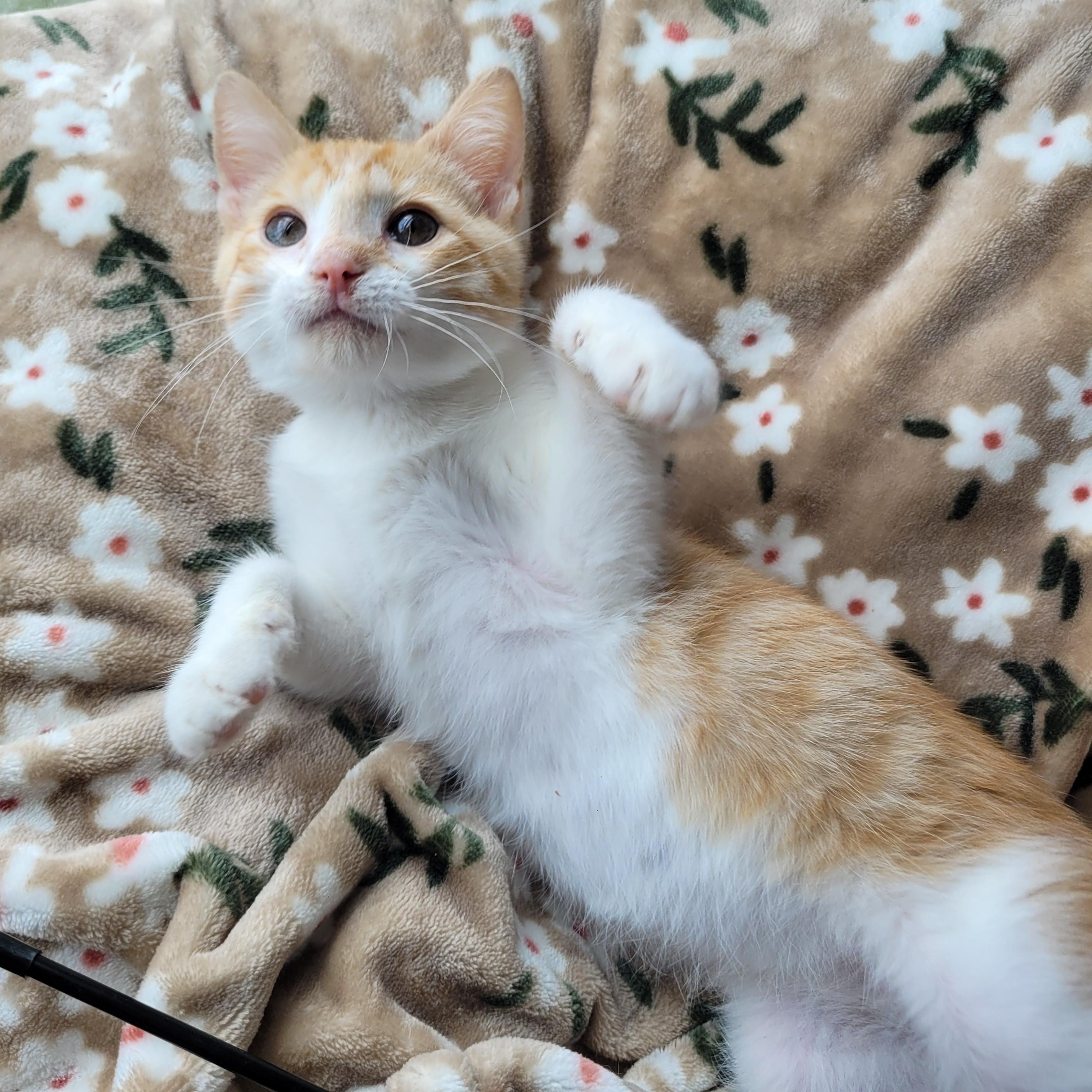 Enlarge Muggy, a ADOPTABLE Domestic Short Hair in Indianapolis, IN image 2/6