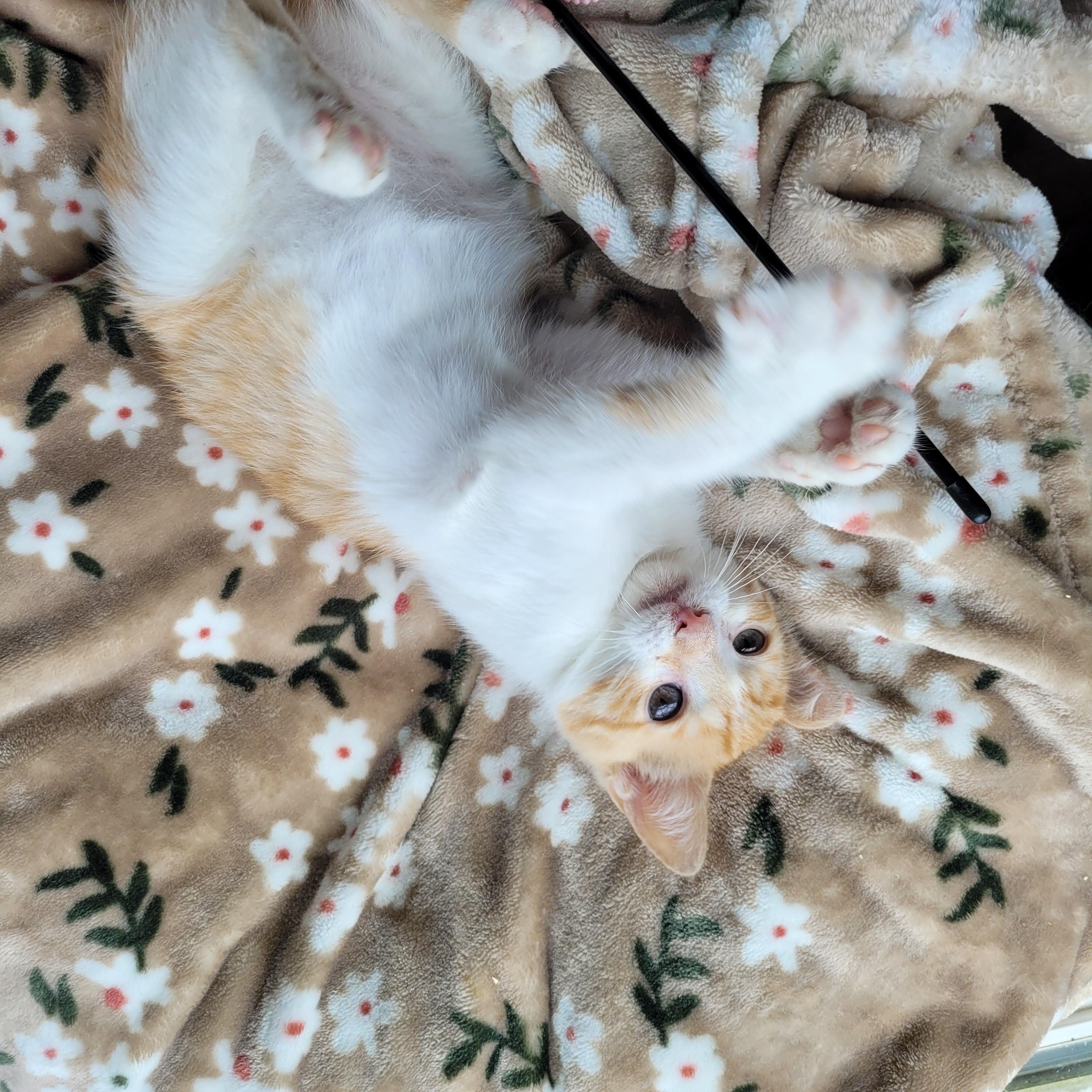 Enlarge Muggy, a ADOPTABLE Domestic Short Hair in Indianapolis, IN image 4/6