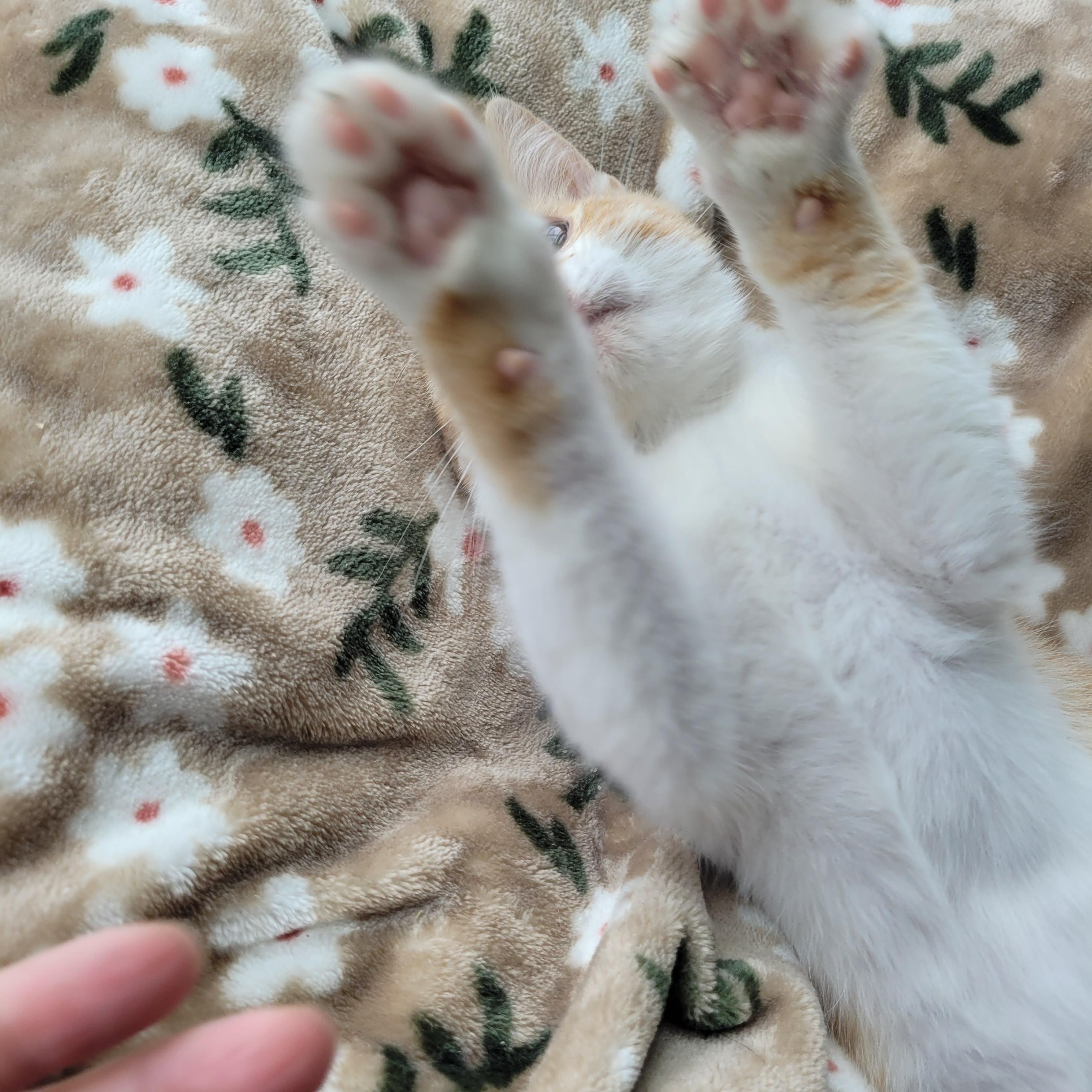 Enlarge Muggy, a ADOPTABLE Domestic Short Hair in Indianapolis, IN image 6/6
