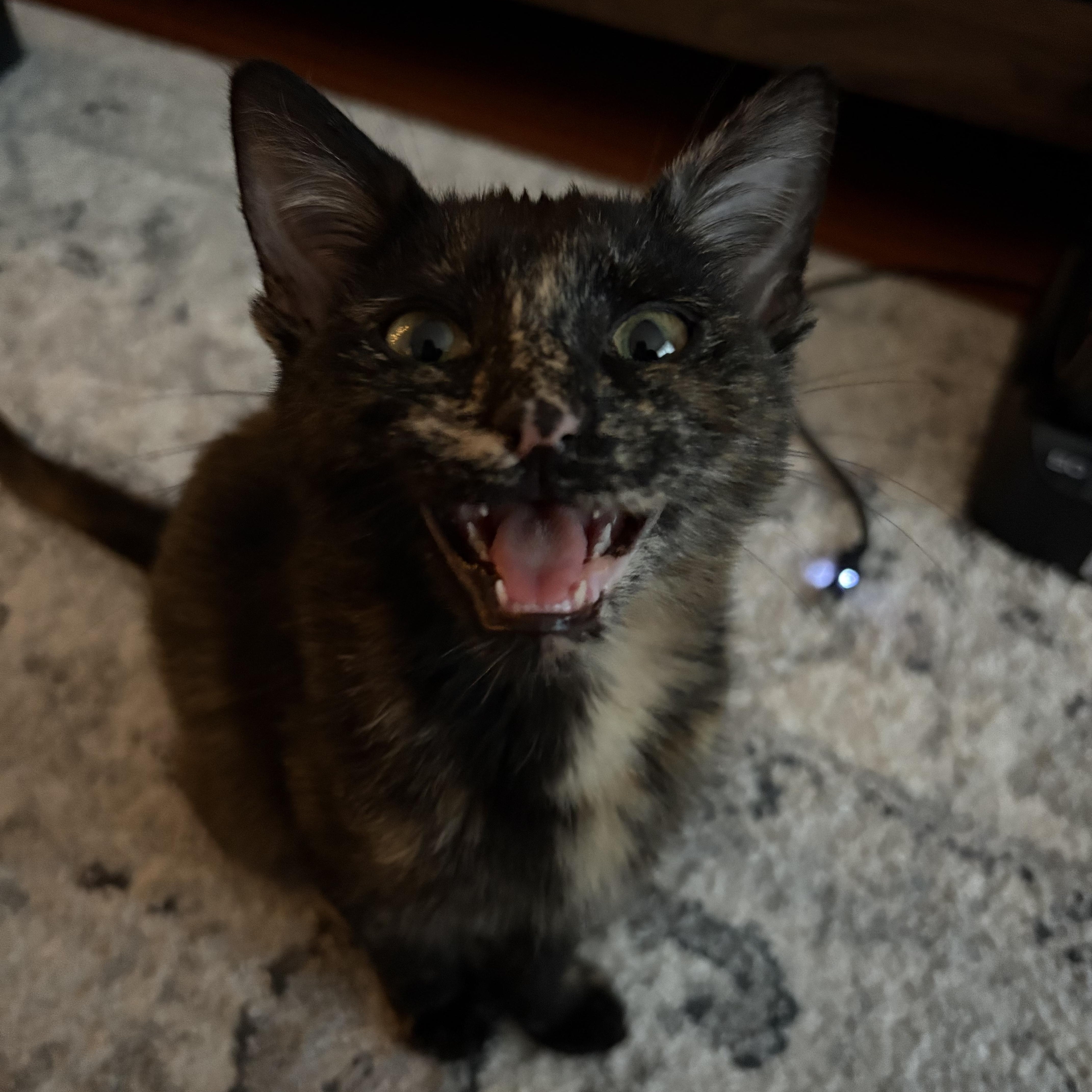 Raven, ADOPTABLE, Kitten Female Tortoiseshell.