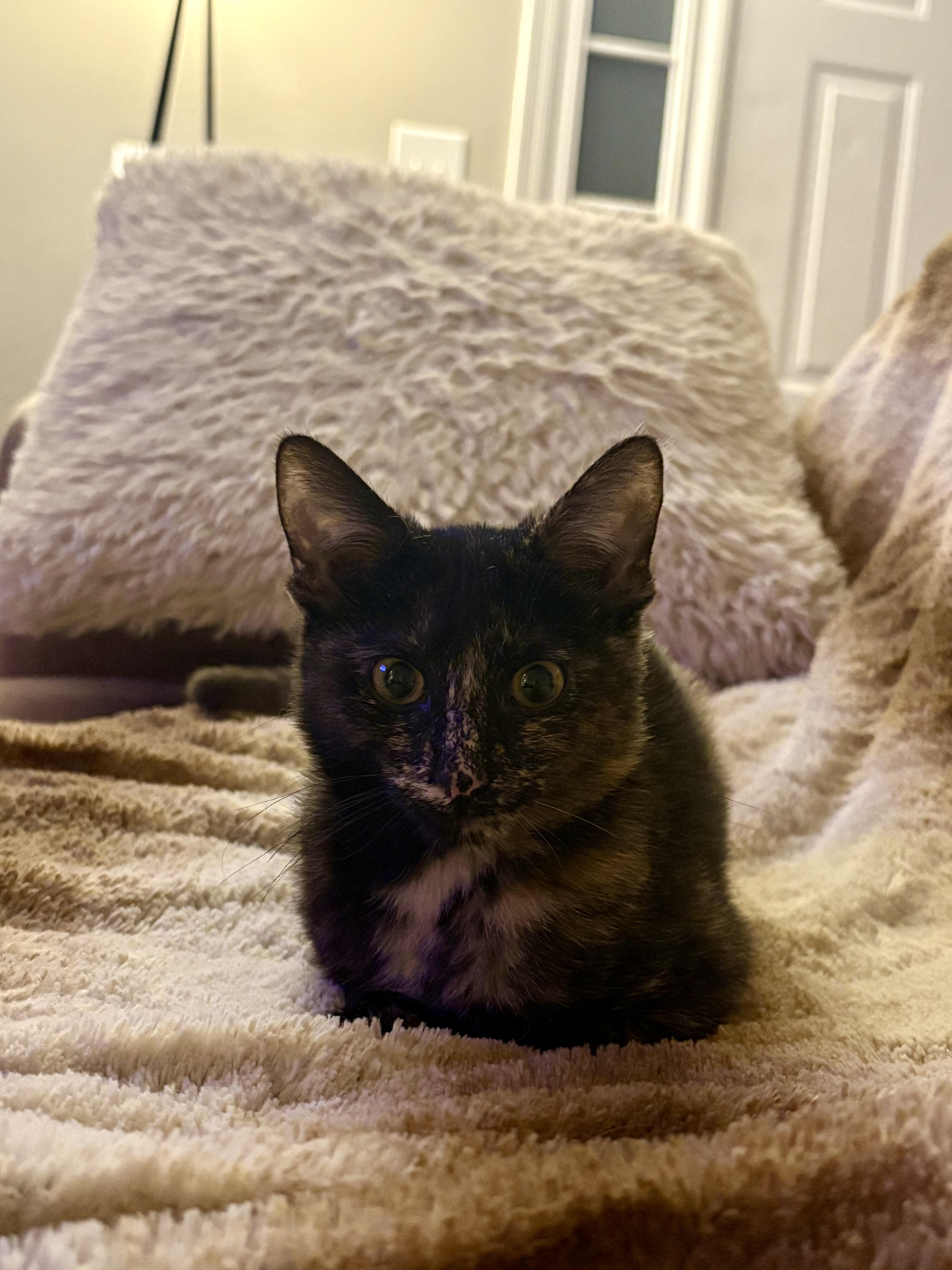 Enlarge Raven, a ADOPTABLE Tortoiseshell in Frederick, MD image 3/4