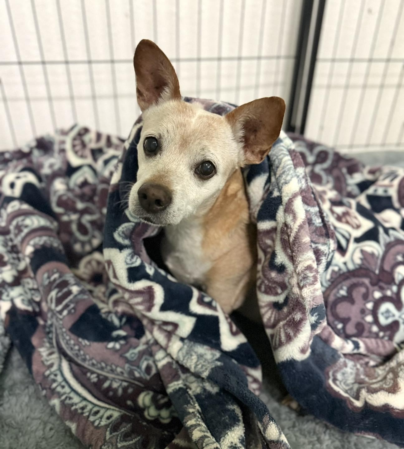 Chirris — thumbnail 3