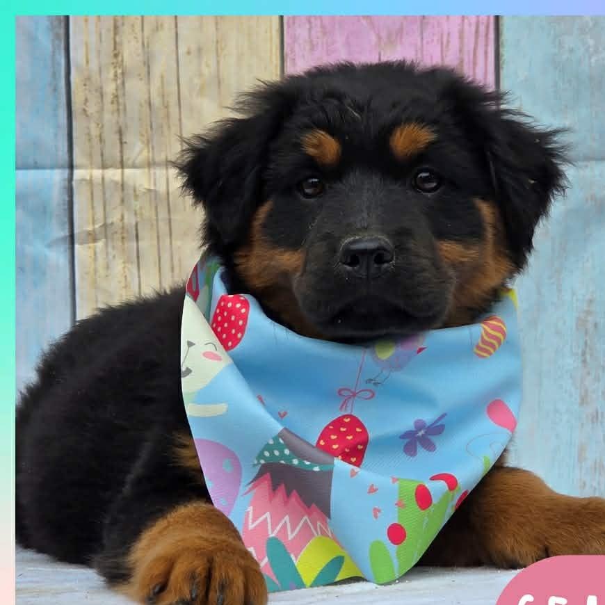 Seastar, Adoptable, Puppy Female Australian Shepherd & Labrador Retriever.