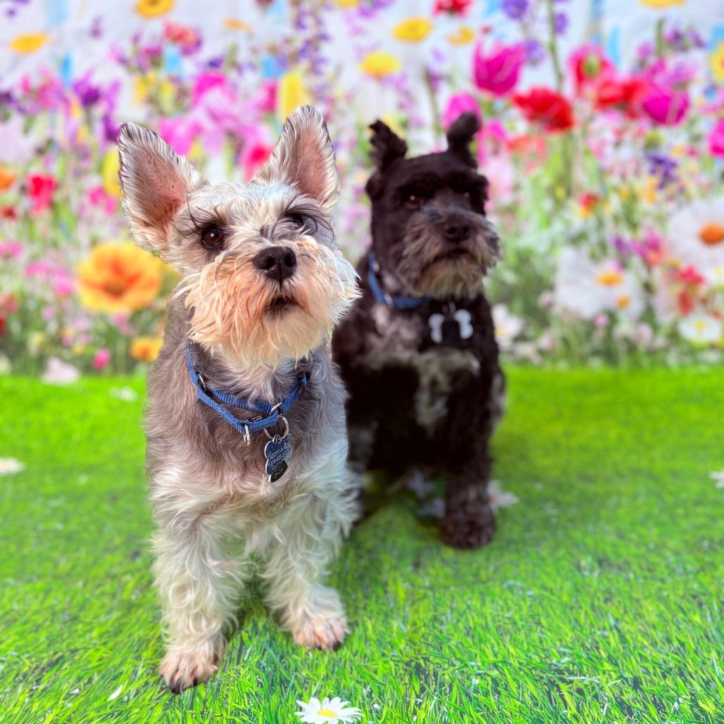 Enlarge PeeWee, a ADOPTABLE Miniature Schnauzer in Fenton, MI image 3/4