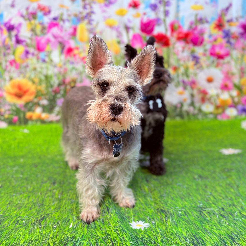 Enlarge PeeWee, a ADOPTABLE Miniature Schnauzer in Fenton, MI image 4/4