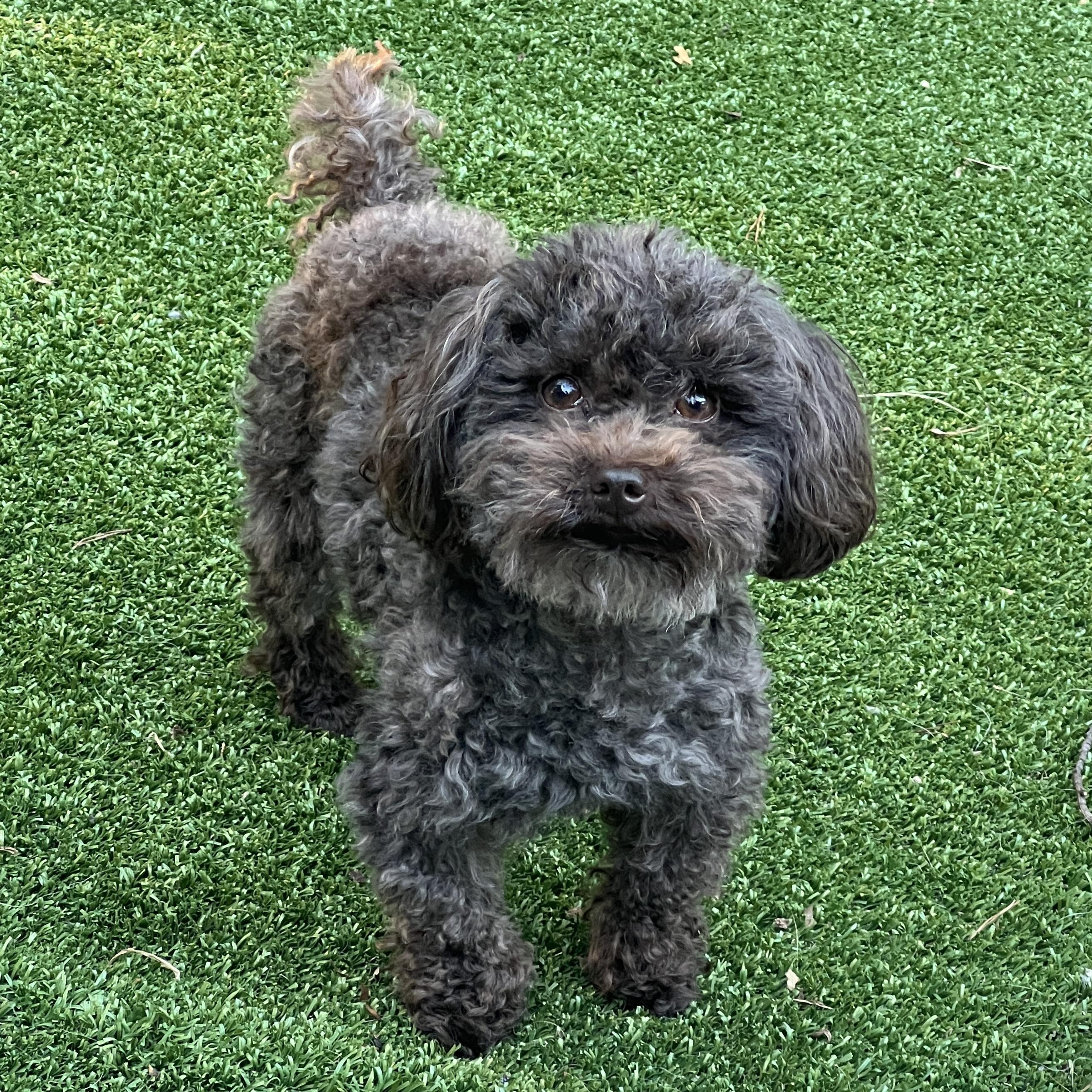 Ollie, adopted, Adult Male Poodle.
