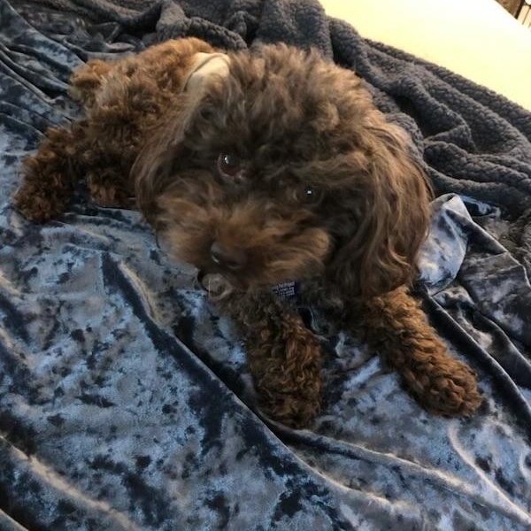 Ollie, an adopted Poodle in High Point, NC image 6/6