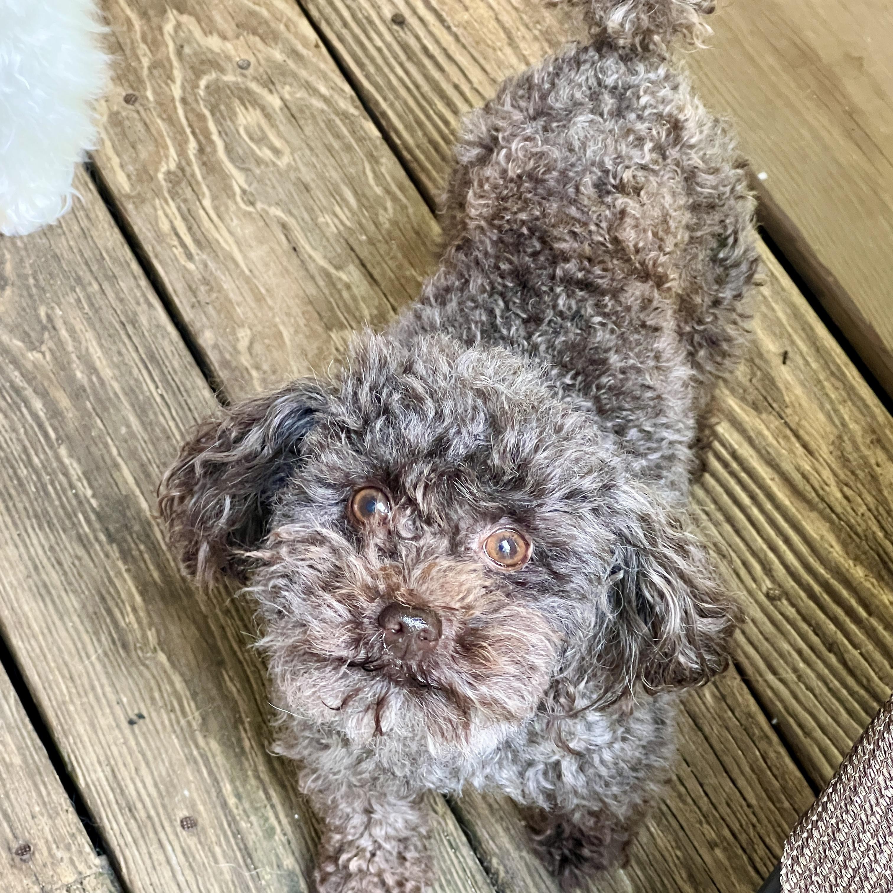 Ollie, an adopted Poodle in High Point, NC image 4/6