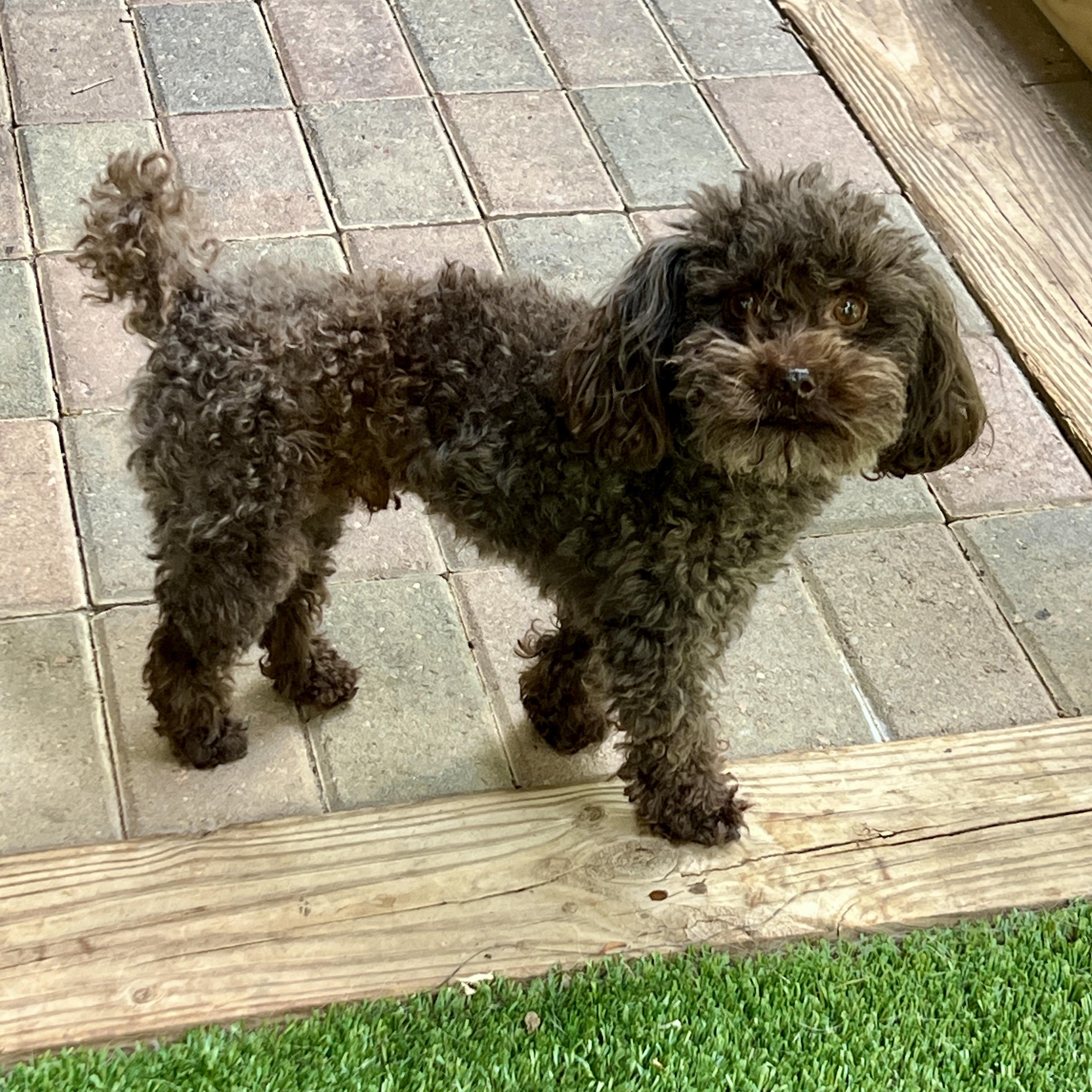 Ollie, an adopted Poodle in High Point, NC image 2/6