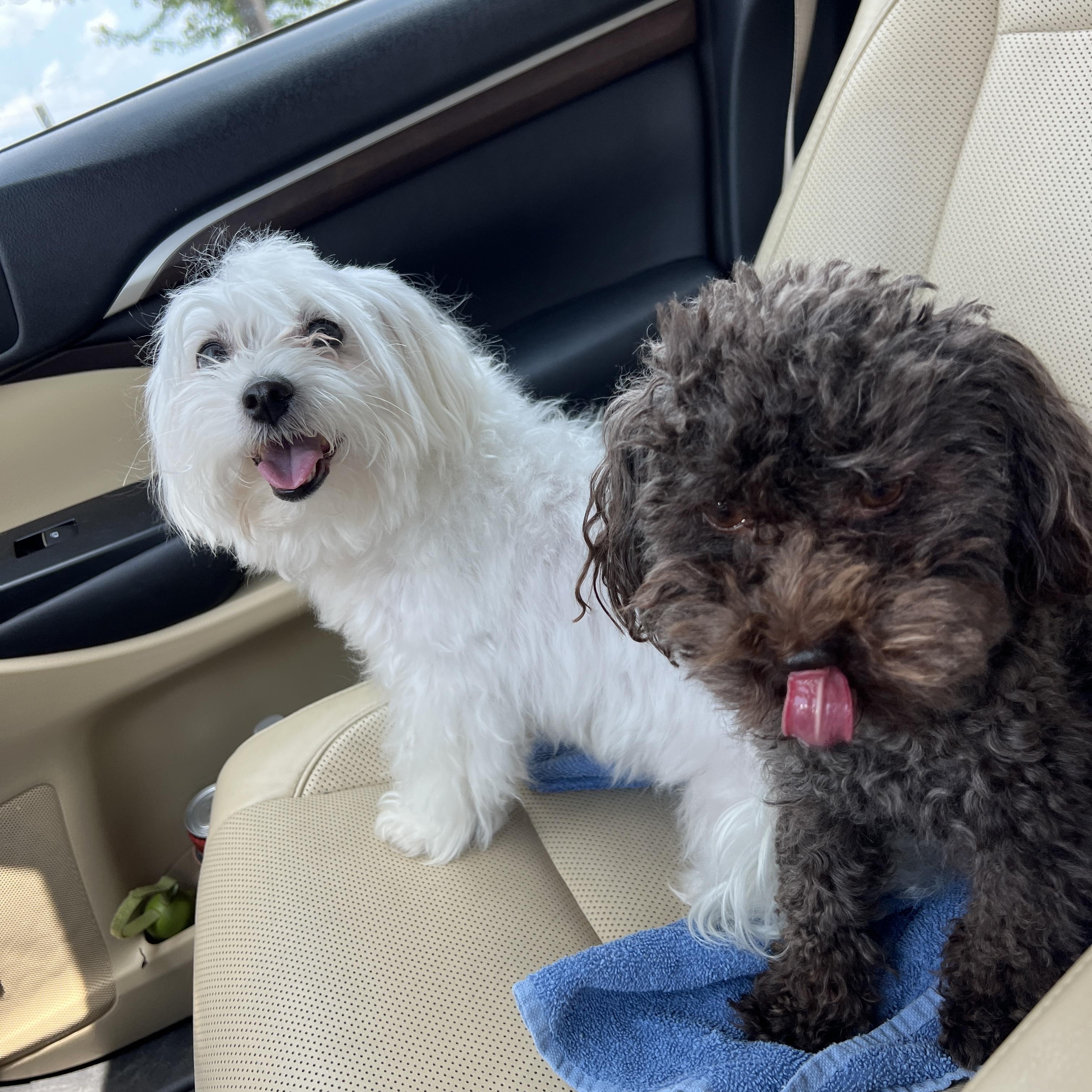 Ollie, an adopted Poodle in High Point, NC image 5/6