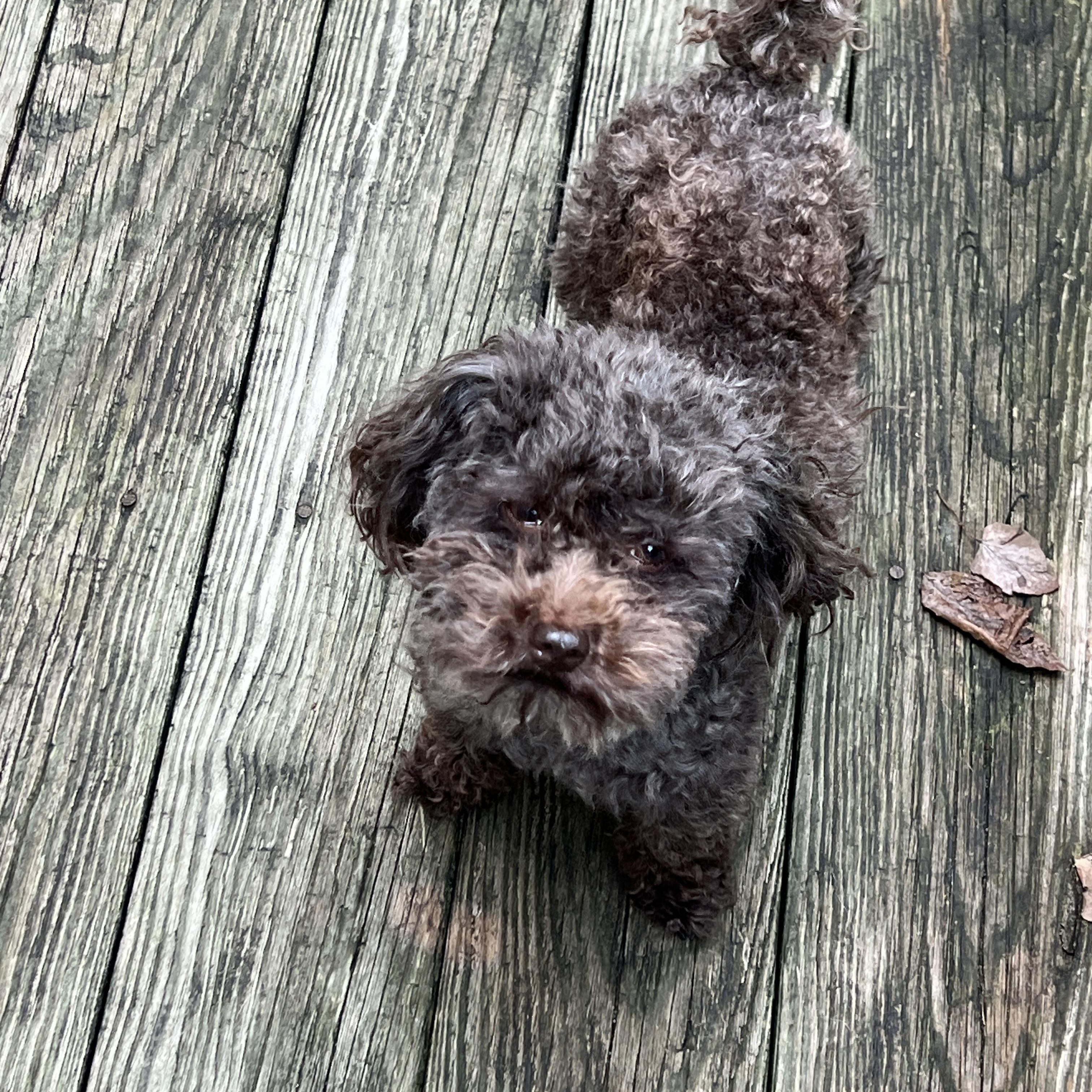 Ollie, an adopted Poodle in High Point, NC image 3/6