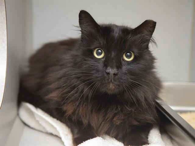 LUX, Adoptable, Senior Male Domestic Long Hair.
