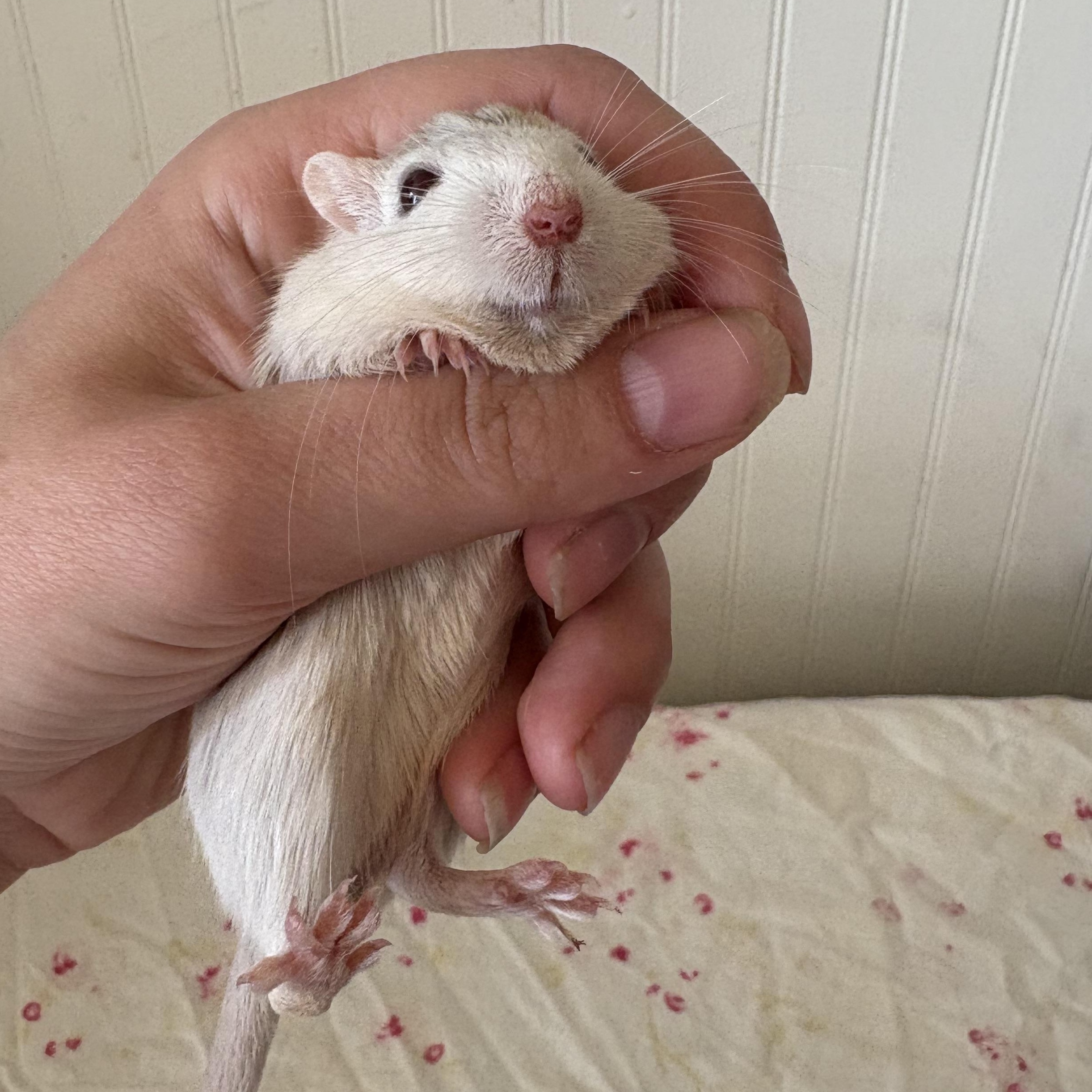 Aspen & Willow, ADOPTABLE, Young Female Gerbil.