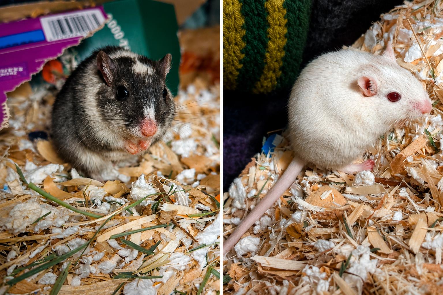 Aspen & Willow, ADOPTABLE, Young Female Gerbil.