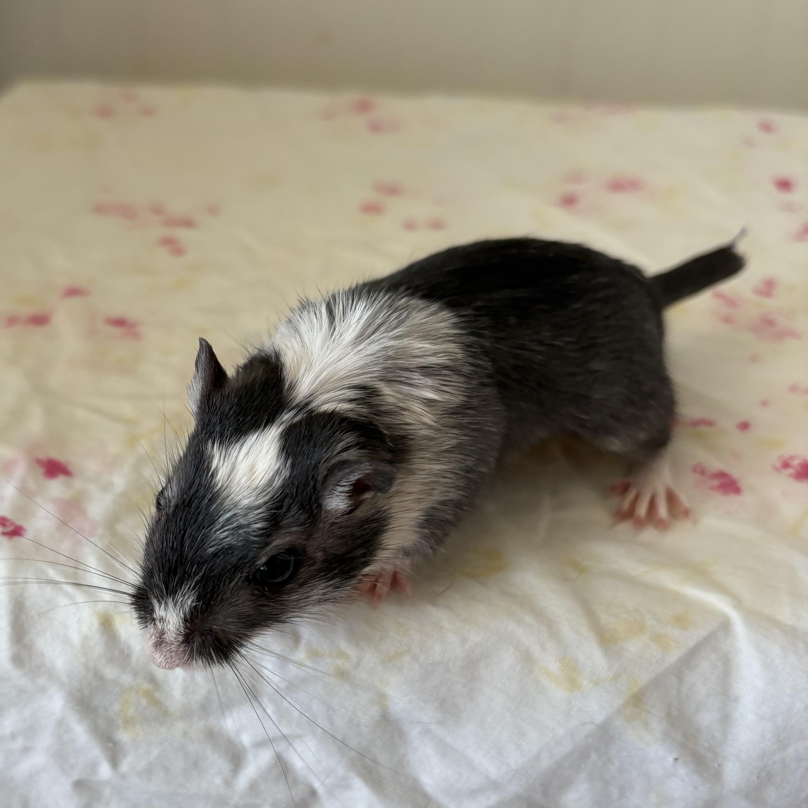 Enlarge Aspen & Willow, a ADOPTABLE Gerbil in Eugene, OR image 2/5