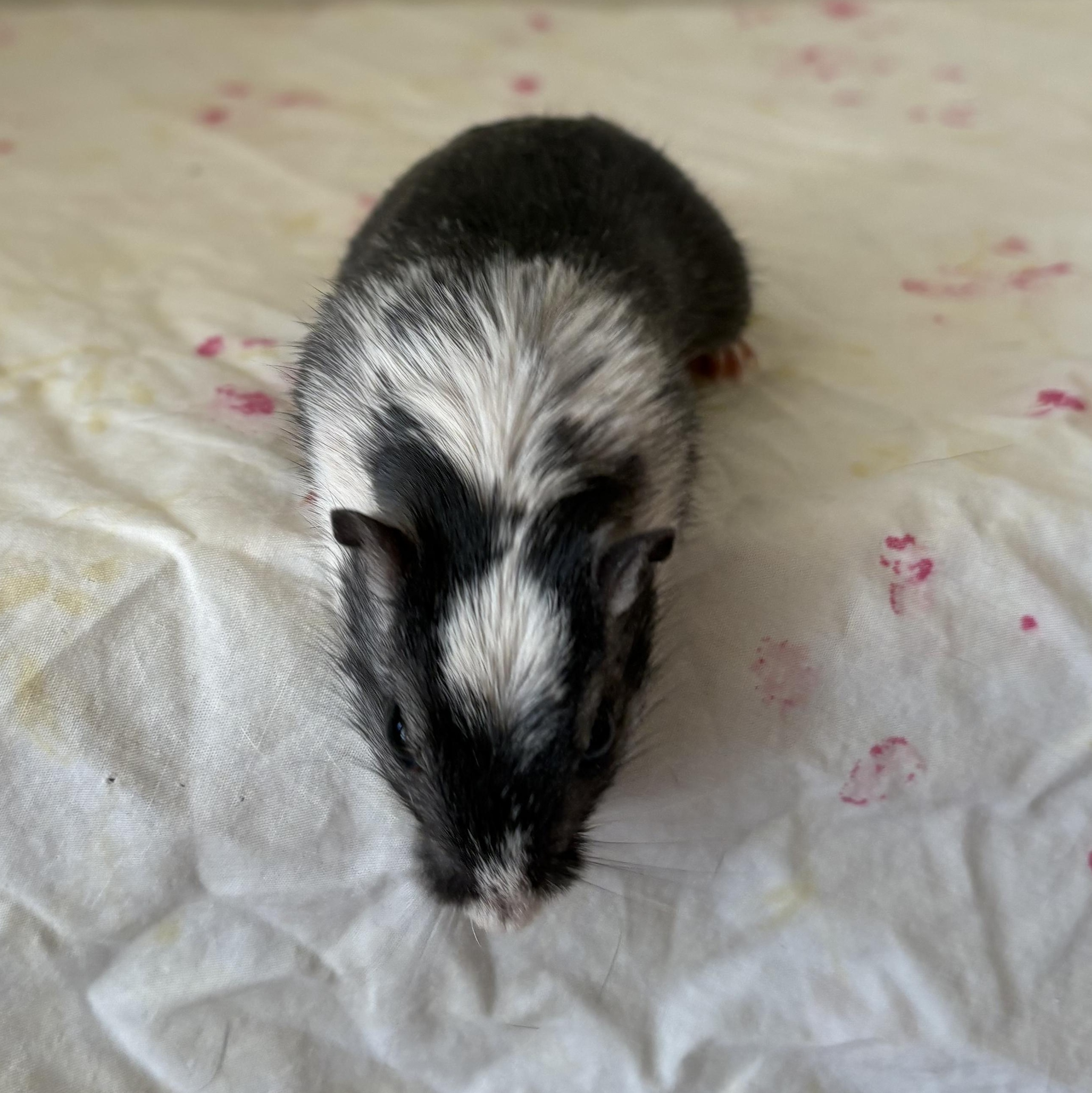 Enlarge Aspen & Willow, a ADOPTABLE Gerbil in Eugene, OR image 3/5