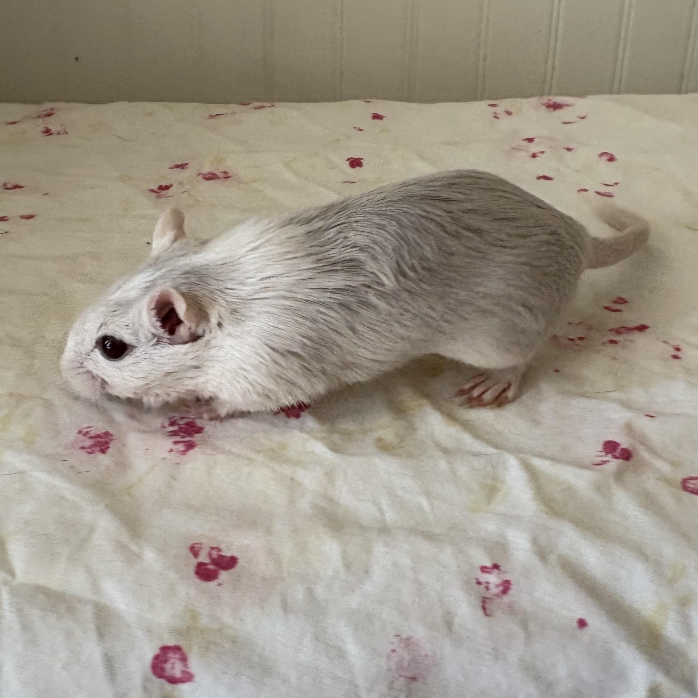 Enlarge Aspen & Willow, a ADOPTABLE Gerbil in Eugene, OR image 4/5
