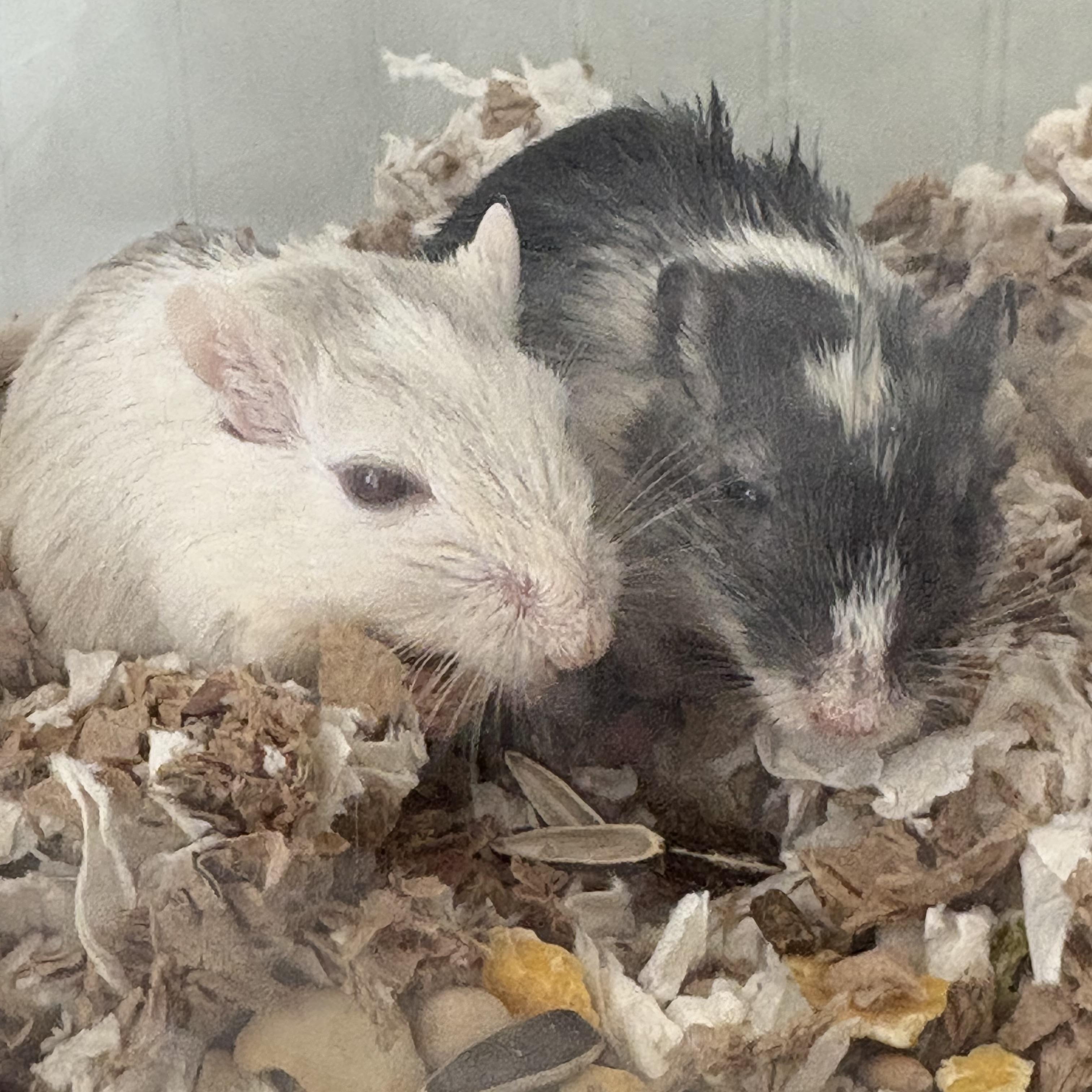 Enlarge Aspen & Willow, a ADOPTABLE Gerbil in Eugene, OR image 5/5
