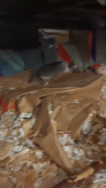 Enlarge Aspen & Willow, a ADOPTABLE Gerbil in Eugene, OR video 6/6