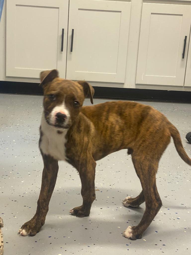 Thumper, a Adoptable mixed breed in Seven Points, TX image 1/2