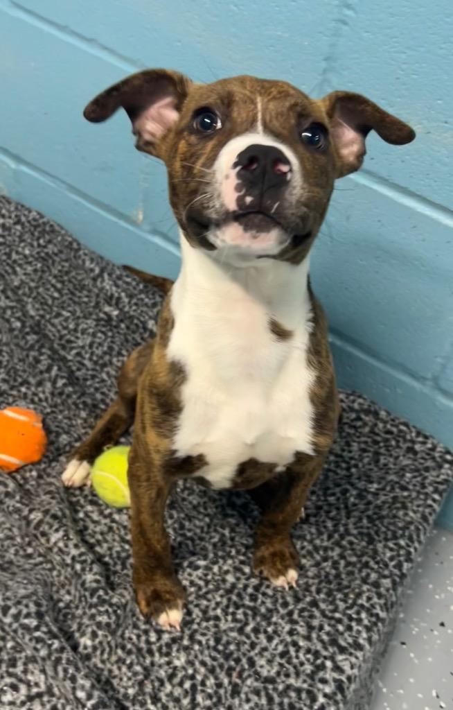 Thumper, a Adoptable mixed breed in Seven Points, TX image 2/2