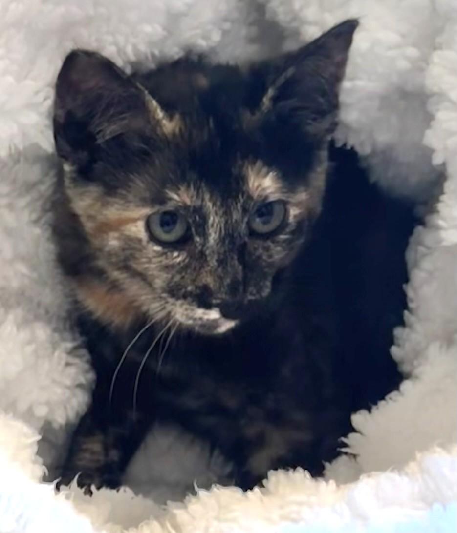 Enlarge Kona, a Adopted Tortoiseshell in Bow, WA image 3/3