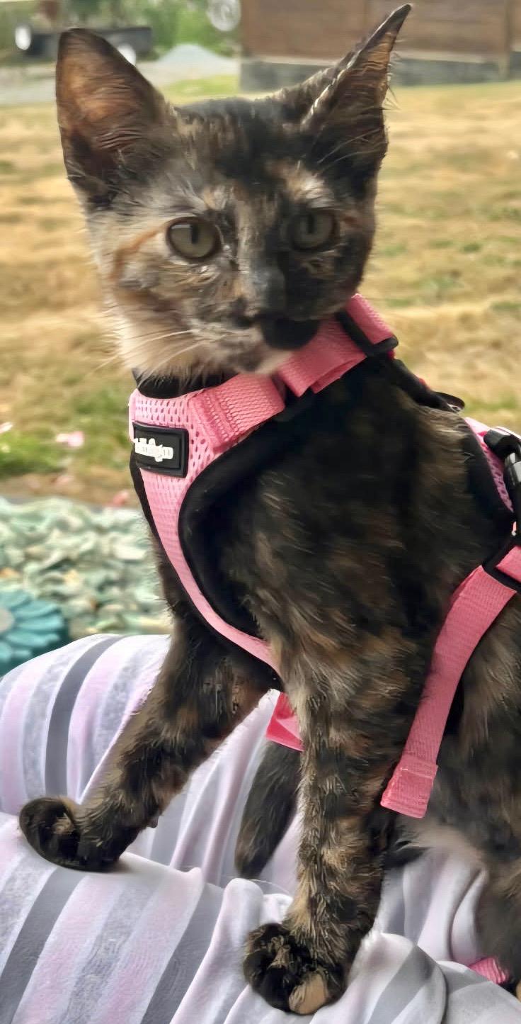 Enlarge Kona, a Adopted Tortoiseshell in Bow, WA image 2/3