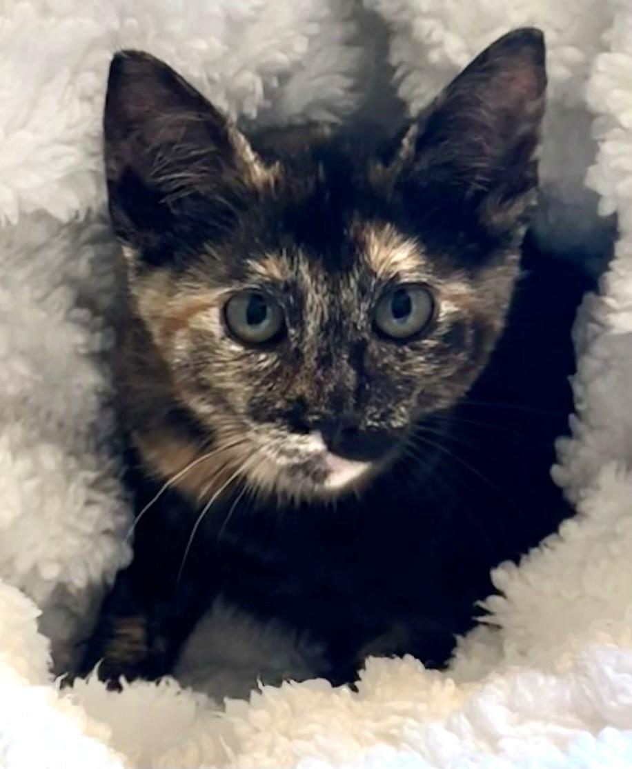 Enlarge Kona, a Adopted Tortoiseshell in Bow, WA image 1/3
