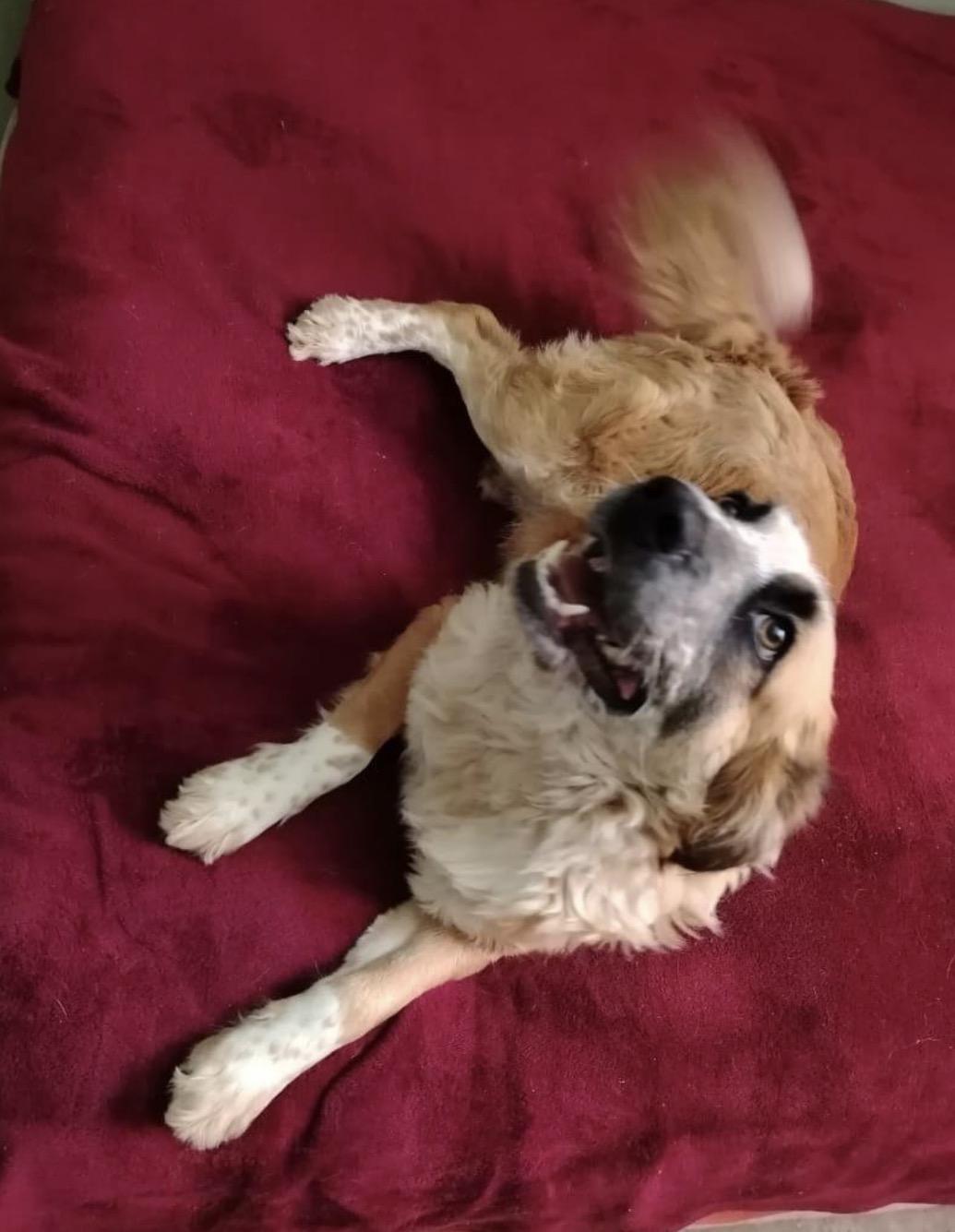 Danny, Adoptable, Adult Male Mixed Breed.