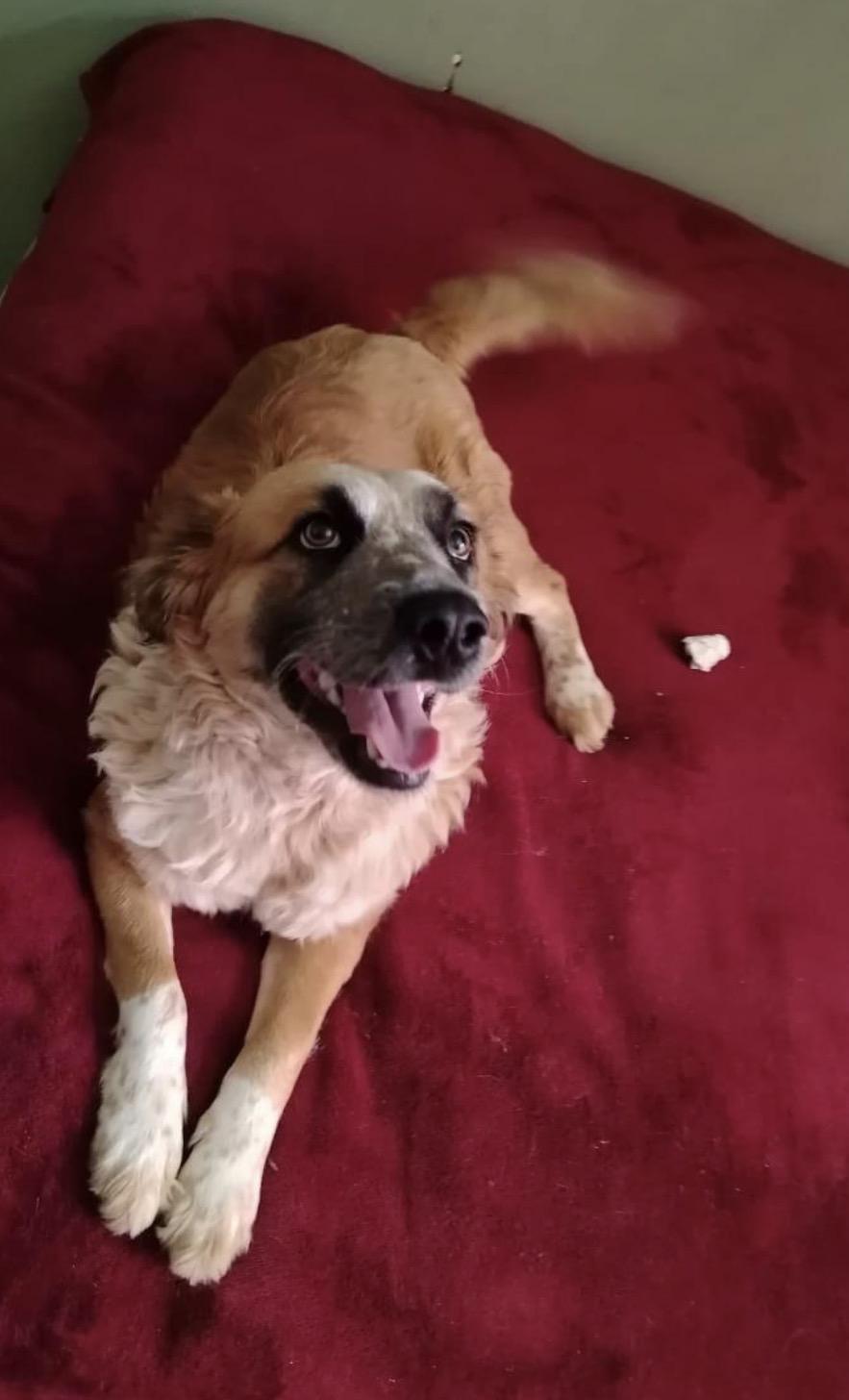 Enlarge Danny, a Adoptable mixed breed in Chula Vista, CA image 2/4