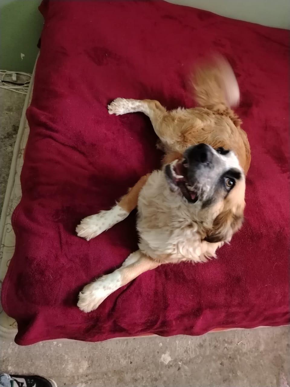 Danny, Adult Male Mixed Breed