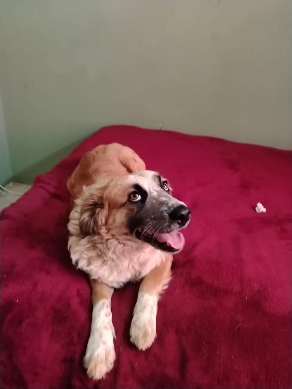 Danny, a Adoptable mixed breed in Chula Vista, CA image 3/4