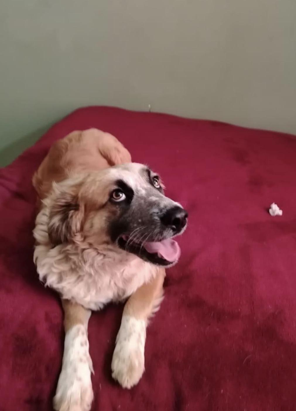 Enlarge Danny, a Adoptable mixed breed in Chula Vista, CA image 4/4