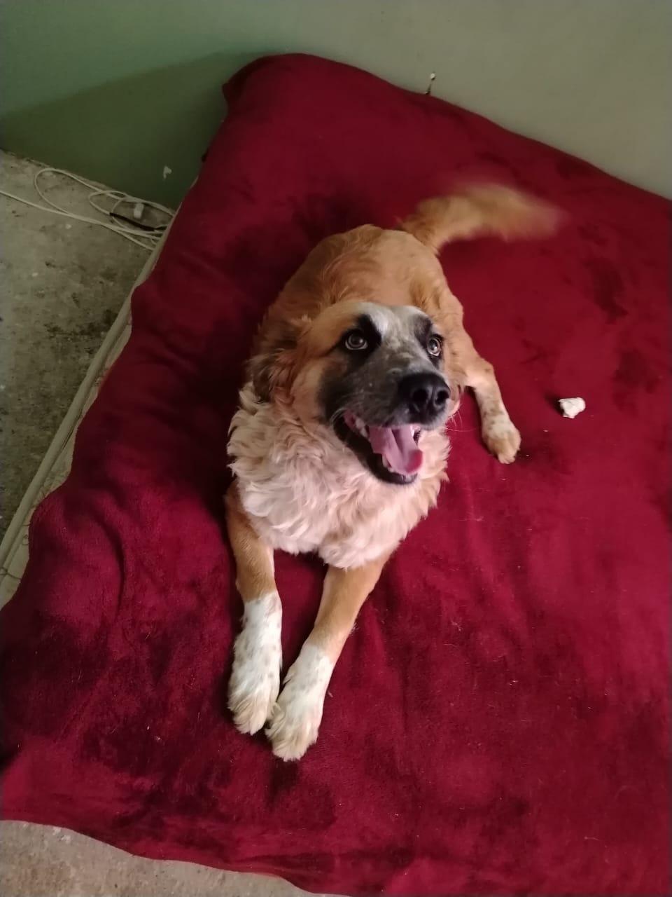 Danny, a Adoptable mixed breed in Chula Vista, CA image 4/4