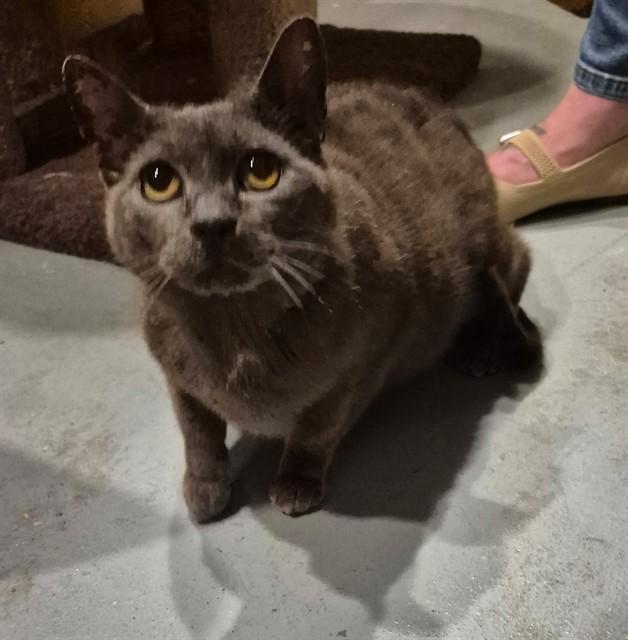 LADY GREY, Adoptable, Young Female Domestic Short Hair.