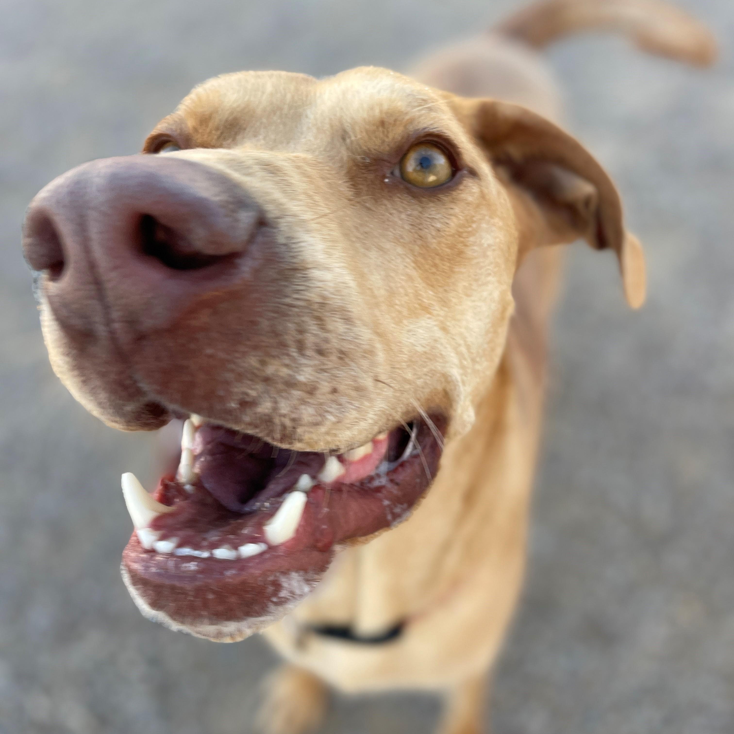 Pete, an adoptable Mixed Breed in Great Falls, MT, 59405 | Photo Image 3