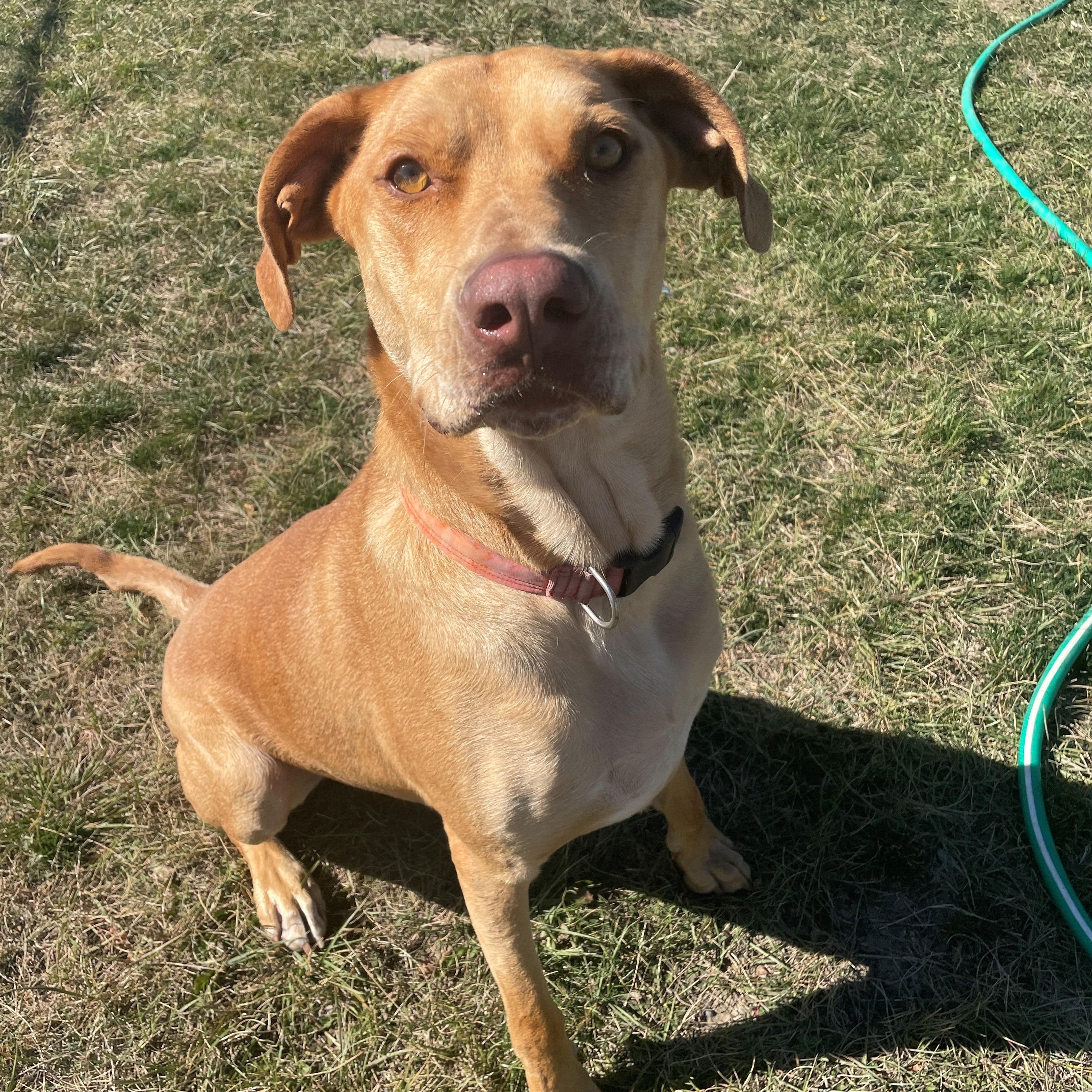Pete, an adoptable Mixed Breed in Great Falls, MT, 59405 | Photo Image 2