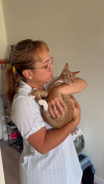 Enlarge Porter, a Adoptable Domestic Short Hair in Gaithersburg, MD video 4/6